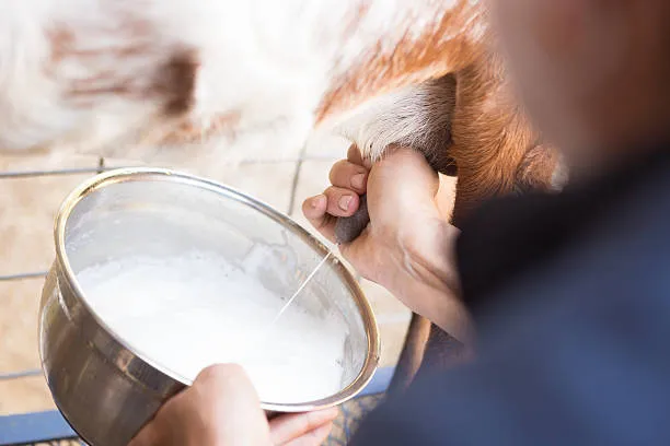 membedakan susu kambing